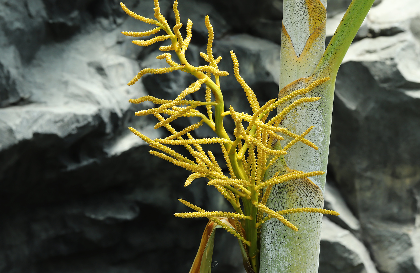 Image 1 of Areca Palm