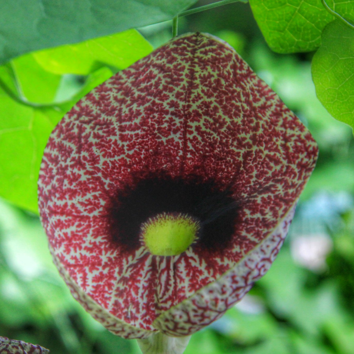Image 1 of Brazilian Dutchman's pipe