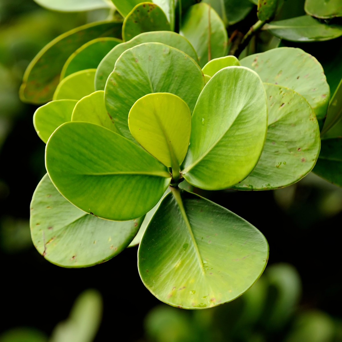 Image 1 of Autograph Tree