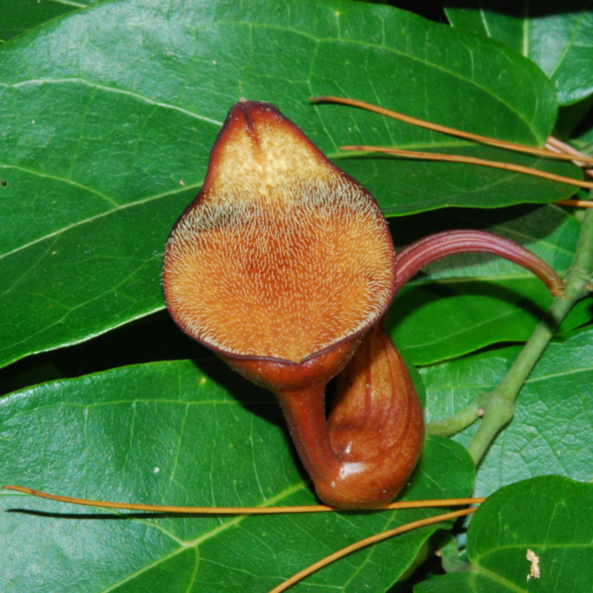 Image 1 of Giant Pelican Flower