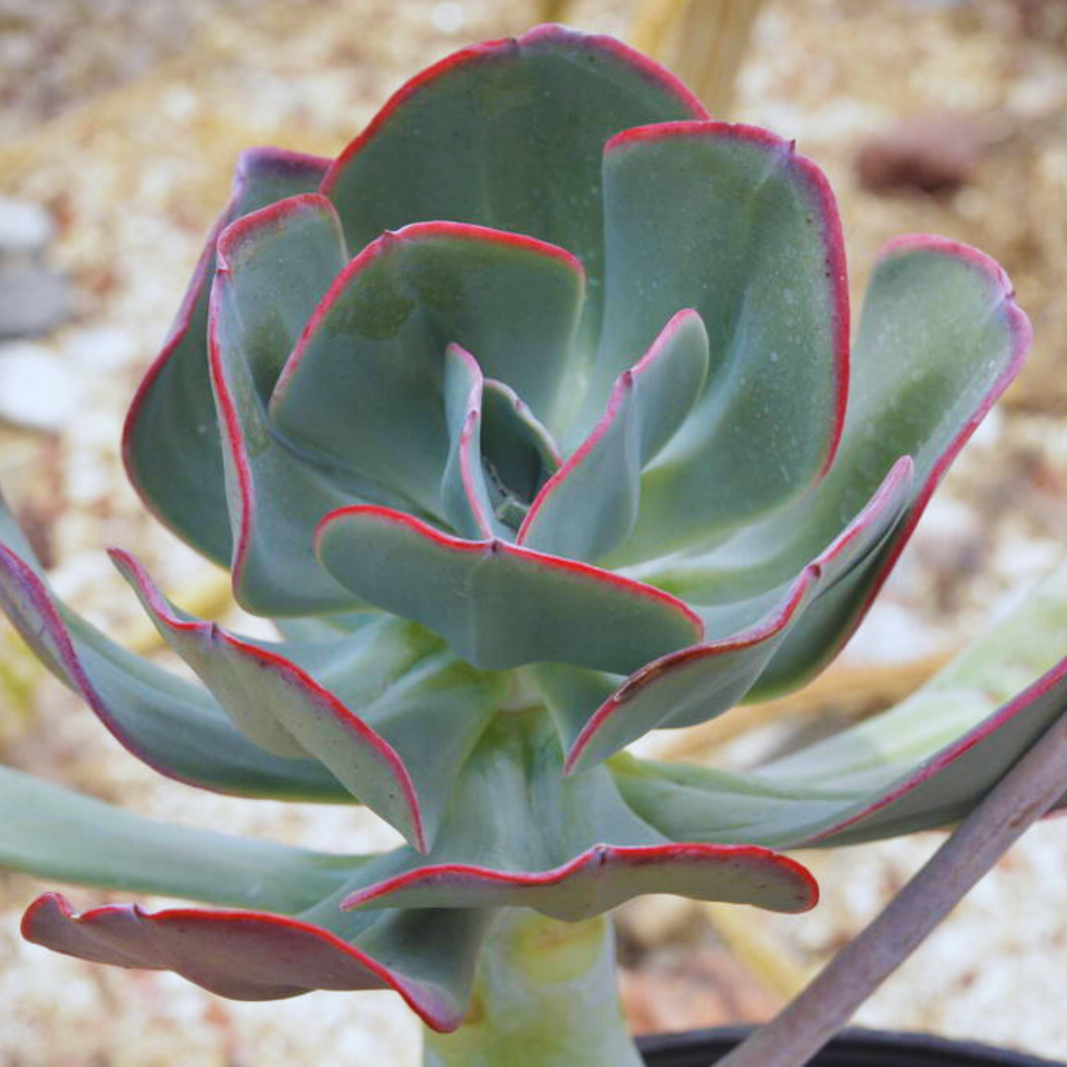 Image 1 of Giant Hens and Chick