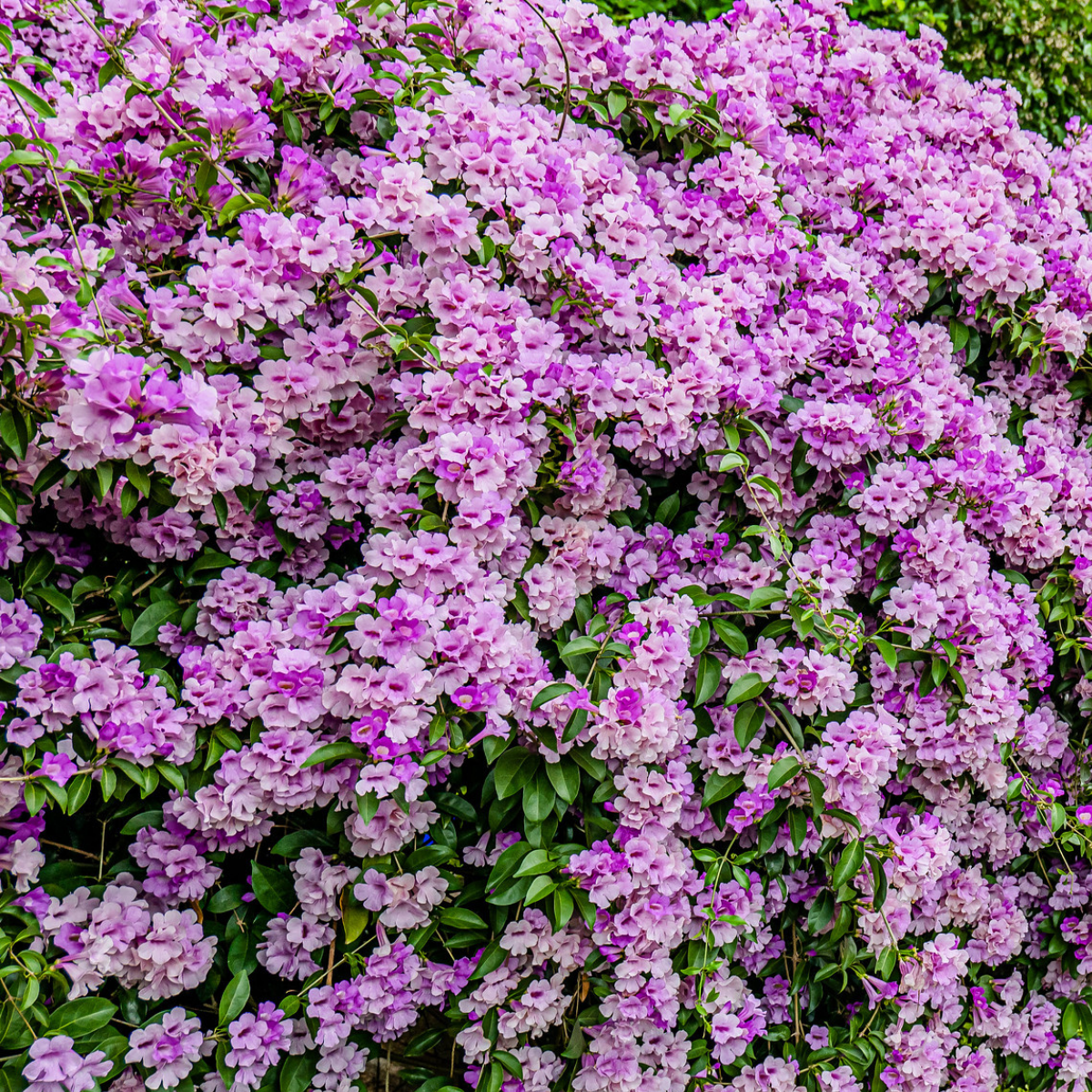 Image 1 of Garlic Vine