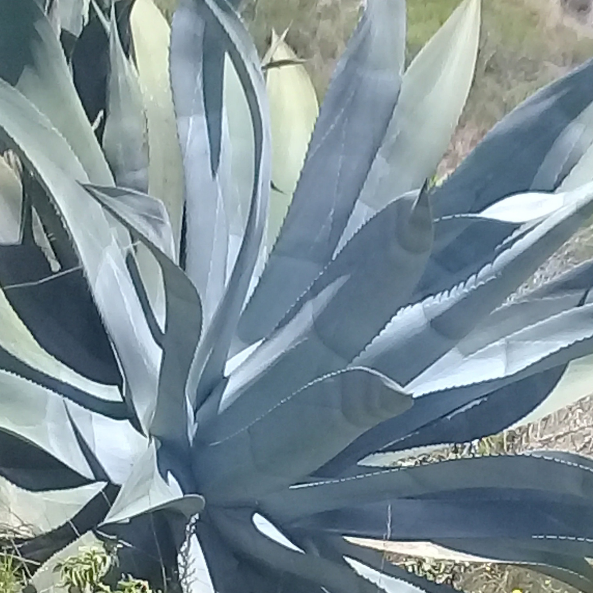 Image 1 of Giant Cabuya